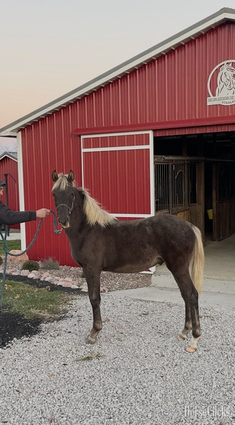 "44 Magnum " Chocolate Colt Rocky Mountain Kentucky