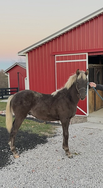 Rocky Mountain - "44 Magnum " Chocolate Colt Rocky Mountain in Kentucky