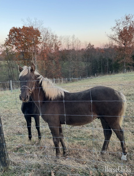 Rocky Mountain - "44 Magnum " Chocolate Colt Rocky Mountain
