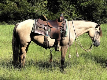 "Apple-Bee" Dun Mare Fjord