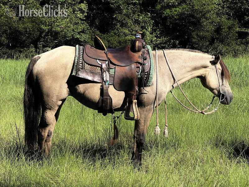 South Carolina "Apple-Bee" Dun Mare Fjord