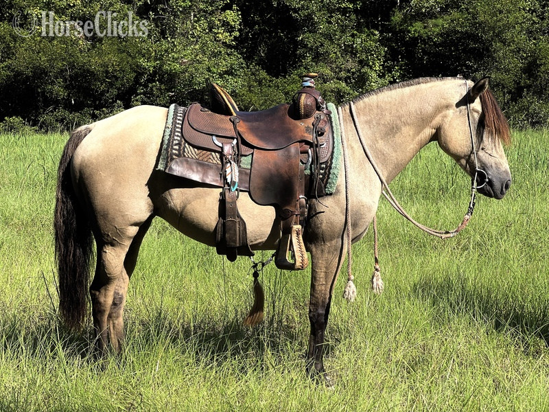 "Apple-Bee" Dun Mare Fjord - Fjord in South Carolina