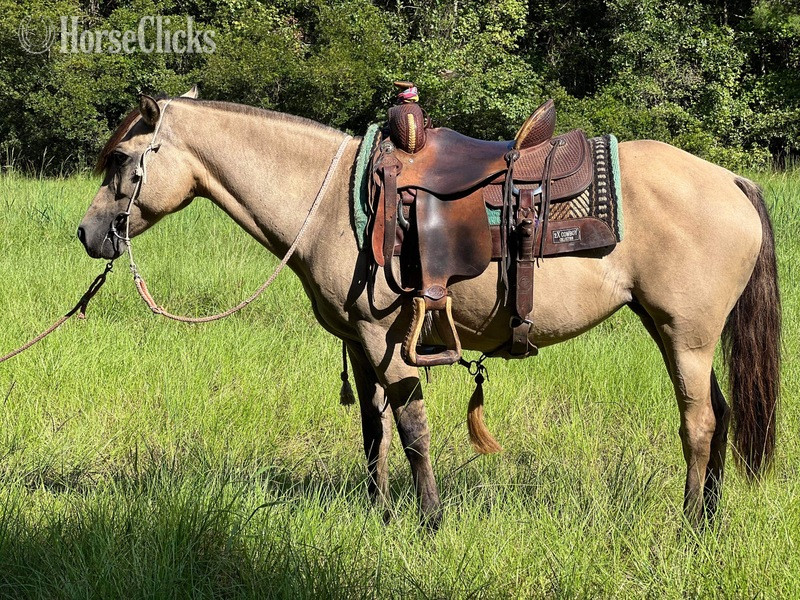 "Apple-Bee" Dun Mare Fjord South Carolina