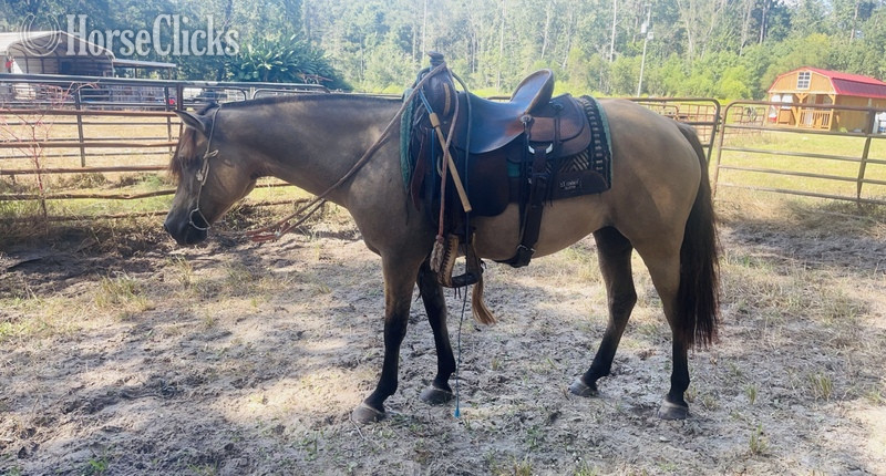 Fjord - "Apple-Bee" Dun Mare Fjord in South Carolina