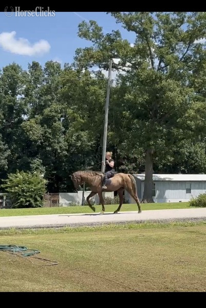 "RIP Stone Joe " Chocolate Gelding Rocky Mountain
