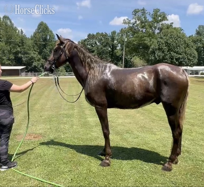 Kentucky "RIP Stone Joe " Chocolate Gelding Rocky Mountain