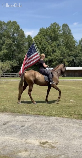 "RIP Stone Joe " Chocolate Gelding Rocky Mountain - Rocky Mountain in Kentucky