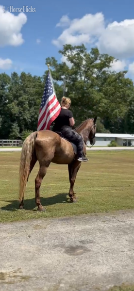 "RIP Stone Joe " Chocolate Gelding Rocky Mountain - Rocky Mountain