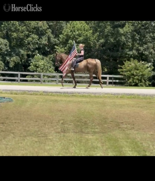 Rocky Mountain - "RIP Stone Joe " Chocolate Gelding Rocky Mountain in Kentucky