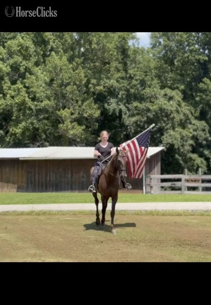 Rocky Mountain - "RIP Stone Joe " Chocolate Gelding Rocky Mountain