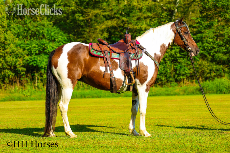 "INTELLECTUAL CONNECTION" Bay Mare Paint