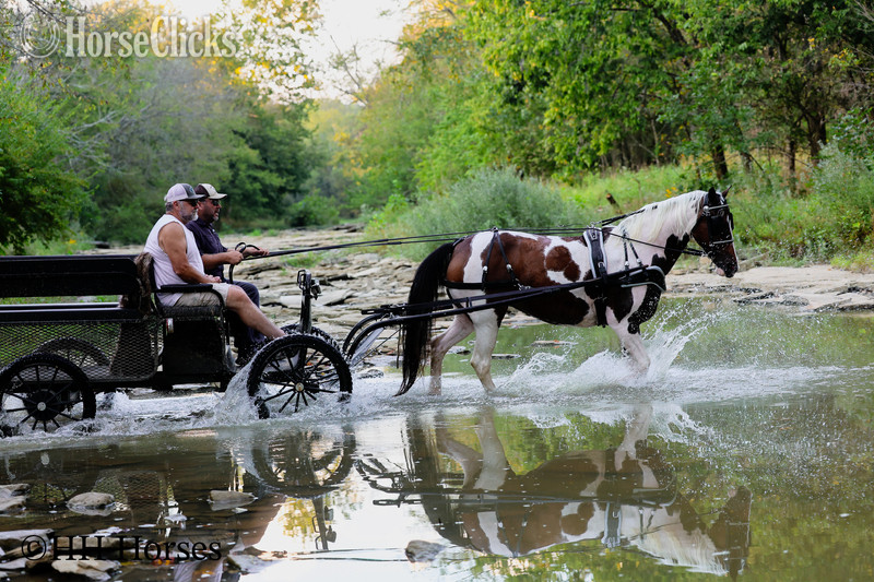 Kentucky "INTELLECTUAL CONNECTION" Bay Mare Paint