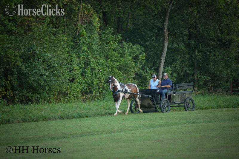 "INTELLECTUAL CONNECTION" Bay Mare Paint - Paint in Kentucky