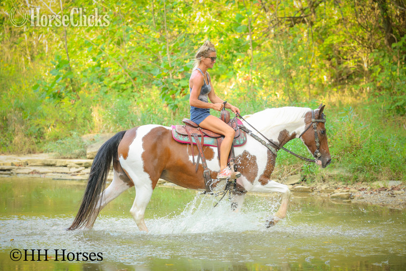 "INTELLECTUAL CONNECTION" Bay Mare Paint Kentucky