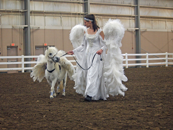 "" Mare American Miniature