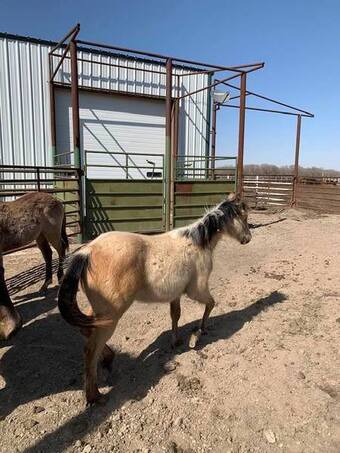 "Captain San Lena" Buckskin Filly Quarter Horse