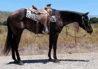 "ALL THE RIGHT ASSETS" Black Gelding Quarter Horse