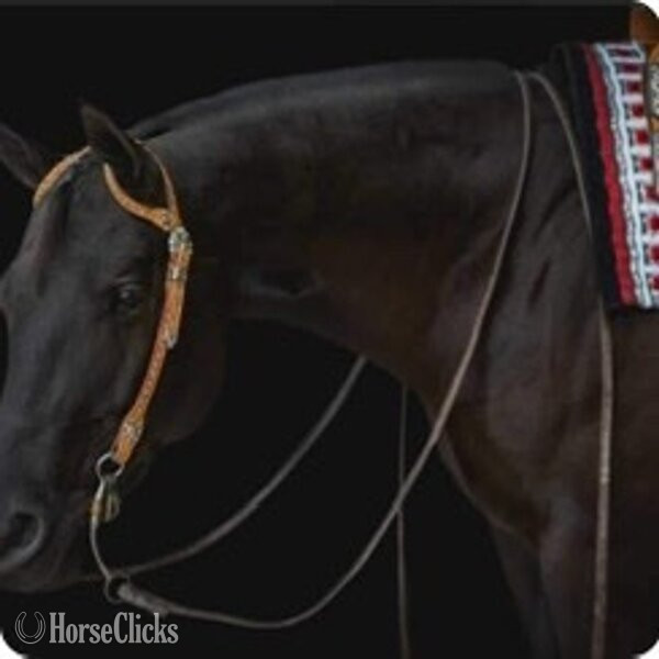 "ALL THE RIGHT ASSETS" Black Gelding Quarter Horse
