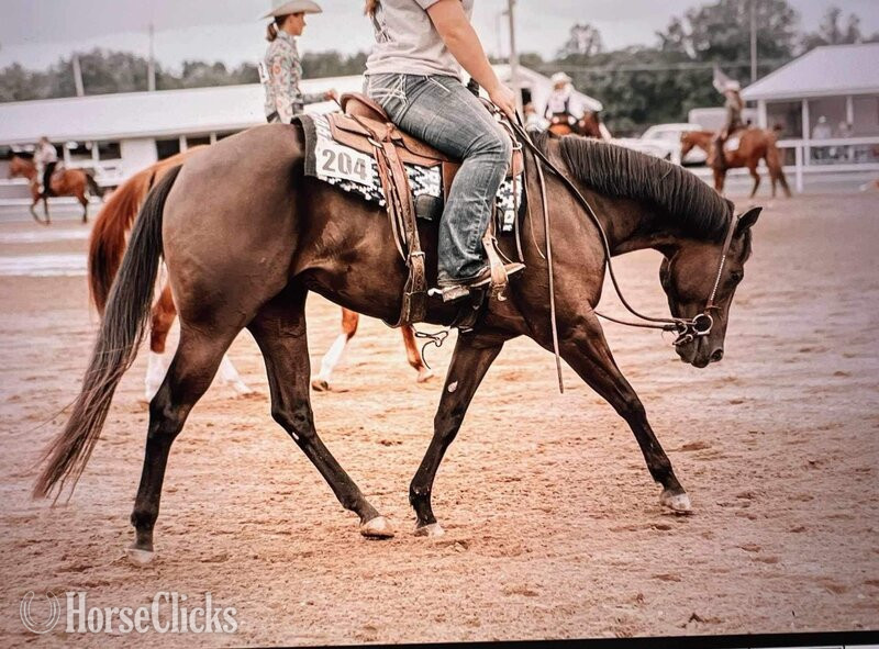 "ALL THE RIGHT ASSETS" Black Gelding Quarter Horse - Quarter Horse in California