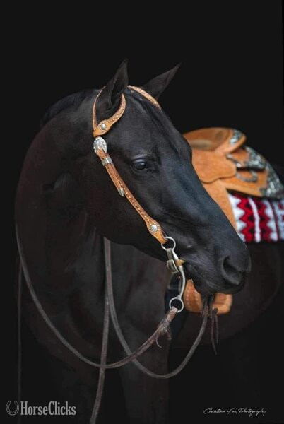 "ALL THE RIGHT ASSETS" Black Gelding Quarter Horse - Quarter Horse