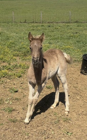 "HRF?S Lilly " Chocolate Filly Kentucky Mountain