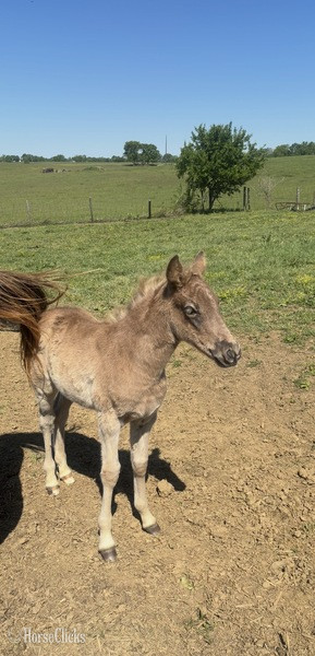 Kentucky "HRF?S Lilly " Chocolate Filly Kentucky Mountain