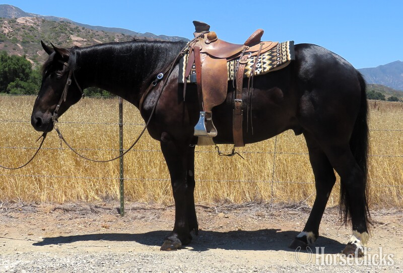 "ZORRO" Black Gelding Draft in California
