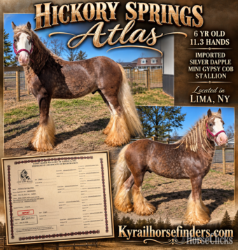 "Hickory Spring Atlas " Silver Dapple Stallion Gypsy Vanner