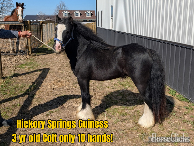 "Hickory Spring Atlas " Silver Dapple Stallion Gypsy Vanner - Gypsy Vanner in Kentucky