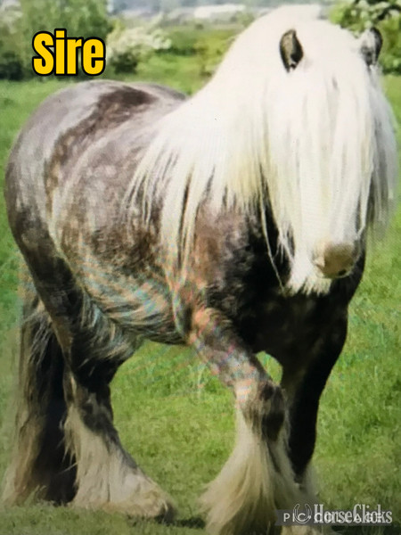 "Hickory Spring Atlas " Silver Dapple Stallion Gypsy Vanner