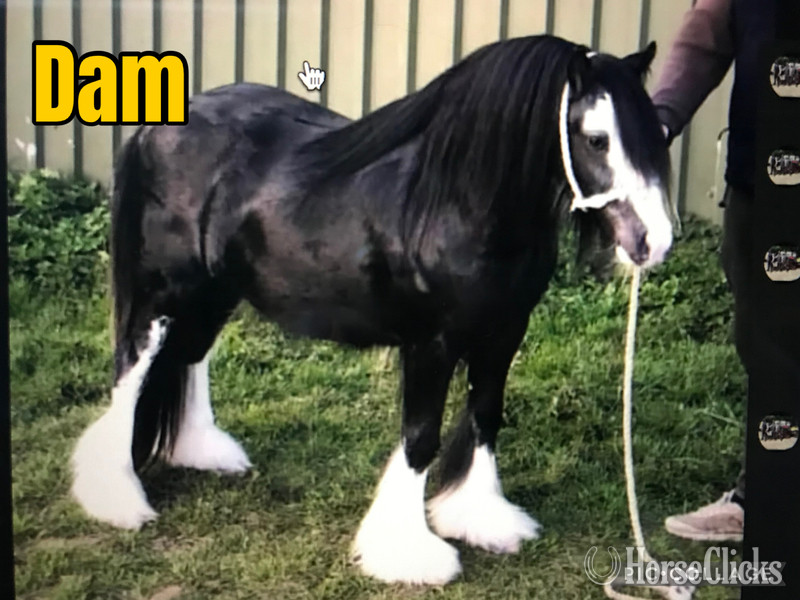 Kentucky "Hickory Spring Atlas " Silver Dapple Stallion Gypsy Vanner