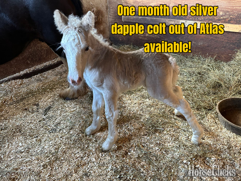 "Hickory Spring Atlas " Silver Dapple Stallion Gypsy Vanner - Gypsy Vanner