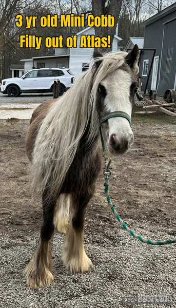 "Hickory Spring Atlas " Silver Dapple Stallion Gypsy Vanner Kentucky