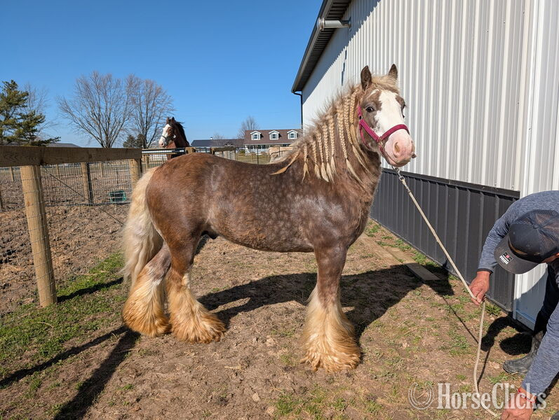 Gypsy Vanner - "Hickory Spring Atlas " Silver Dapple Stallion Gypsy Vanner