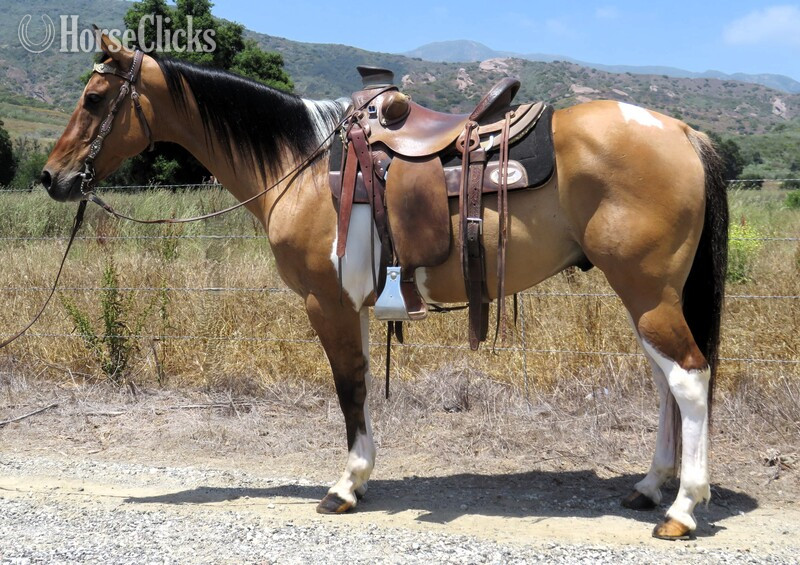 "THREE CROSSES O ONE" Buckskin Gelding Paint in California