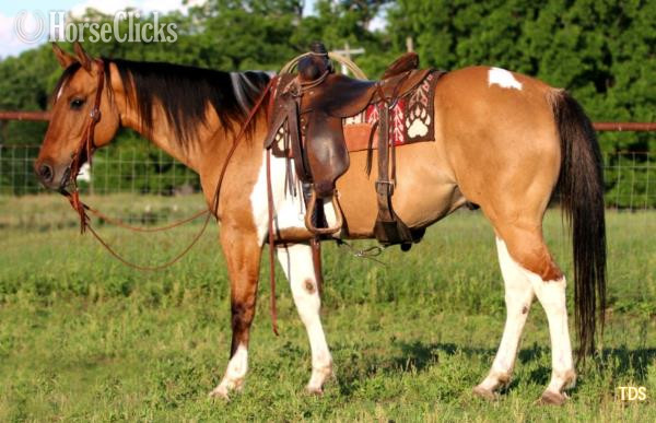 "THREE CROSSES O ONE" Buckskin Gelding Paint
