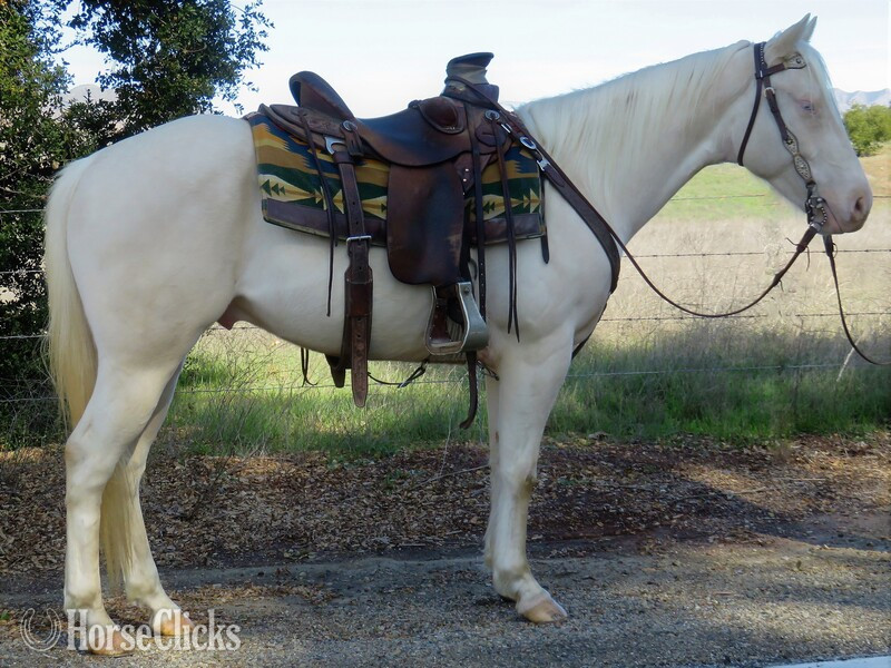"ALFREDO (ALFI)" Cremello Gelding Quarter Horse in California