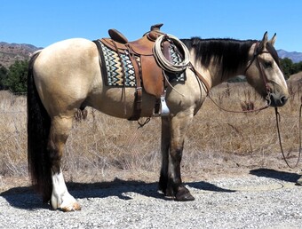 "EVEREST" Buckskin Gelding Draft