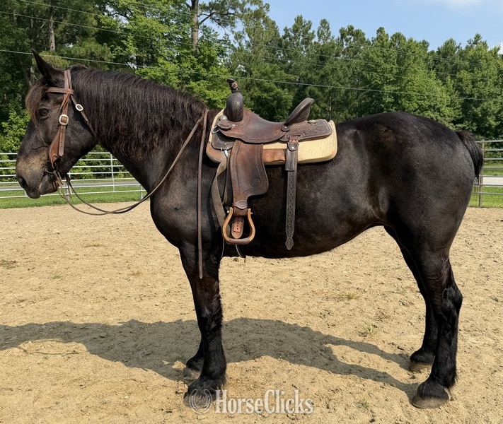 North Carolina "Mare" Black Mare Percheron
