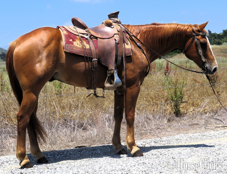 "MR T" Sorrel Gelding Quarter Horse in California