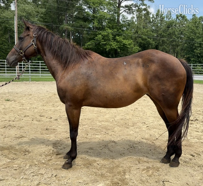 "Qh" Bay Mare Quarter Horse