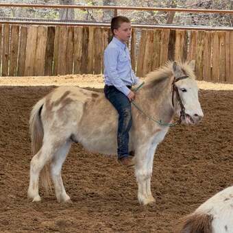 "Dennis" Red Roan Gelding Mule