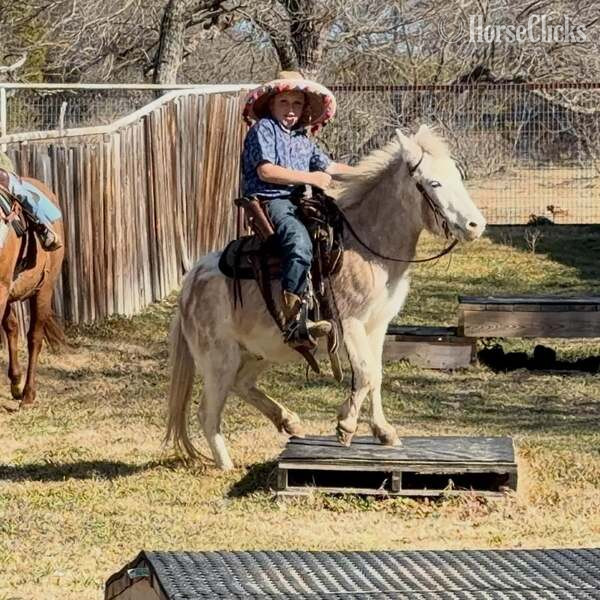 Texas "Dennis" Red Roan Gelding Mule