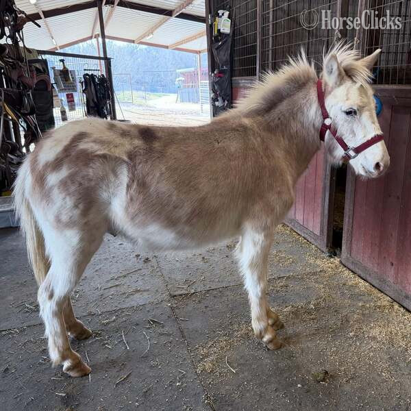 "Dennis" Red Roan Gelding Mule - Mule in Texas
