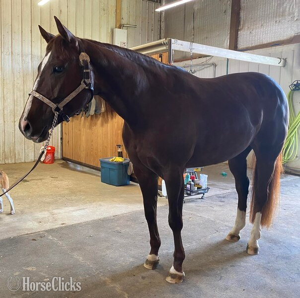 "EXTREME INVITATION" Sorrel Mare Quarter Horse