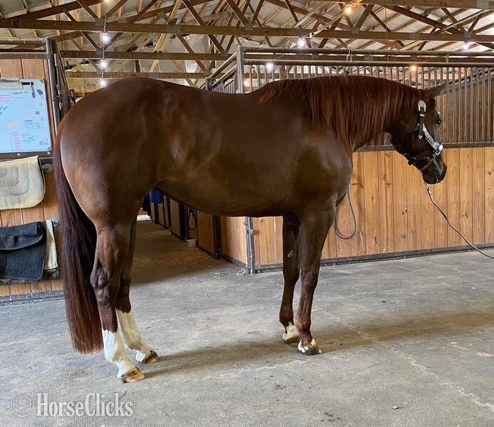 California "EXTREME INVITATION" Sorrel Mare Quarter Horse