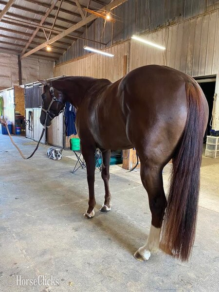 "EXTREME INVITATION" Sorrel Mare Quarter Horse - Quarter Horse in California