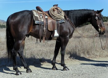 "BULLY SAN PEP" Brown Gelding Quarter Horse