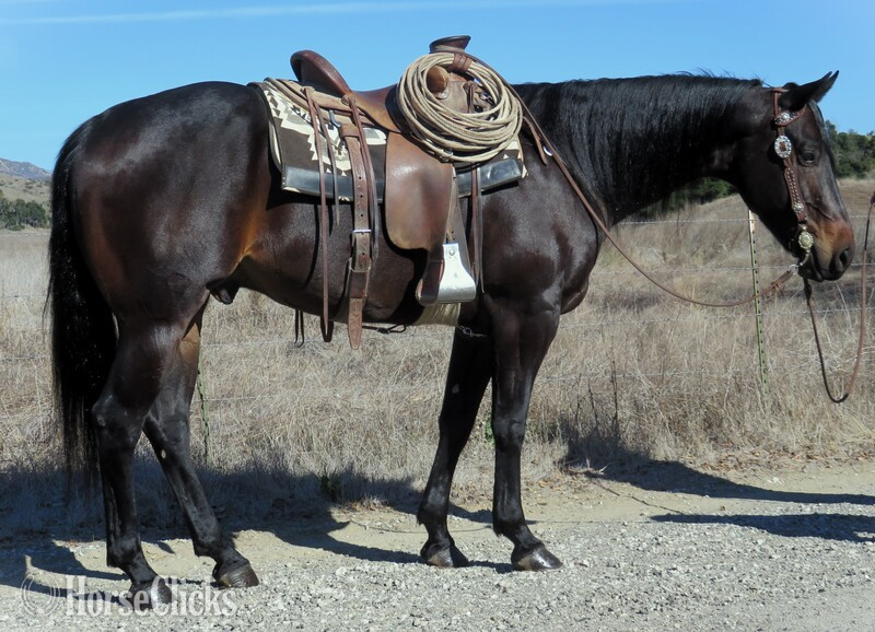 "BULLY SAN PEP" Brown Gelding Quarter Horse in California