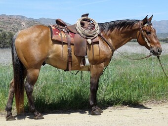 "ENTERPRISE BOURBAN" Dun Gelding Quarter Horse